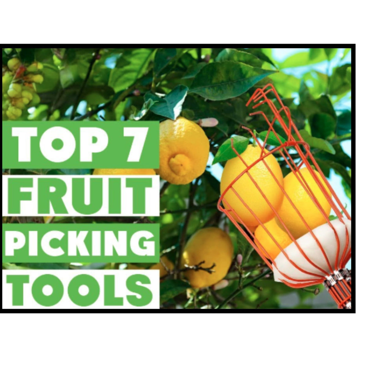 Fruit Picker Tool