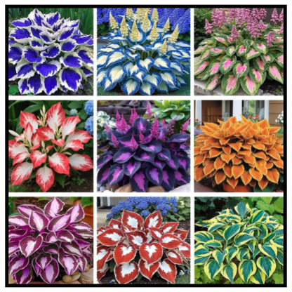 Mixed Hosta Seeds for Planting Outdoors
