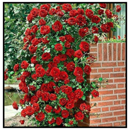 Rose Flower Seeds For Home Lawn Garden