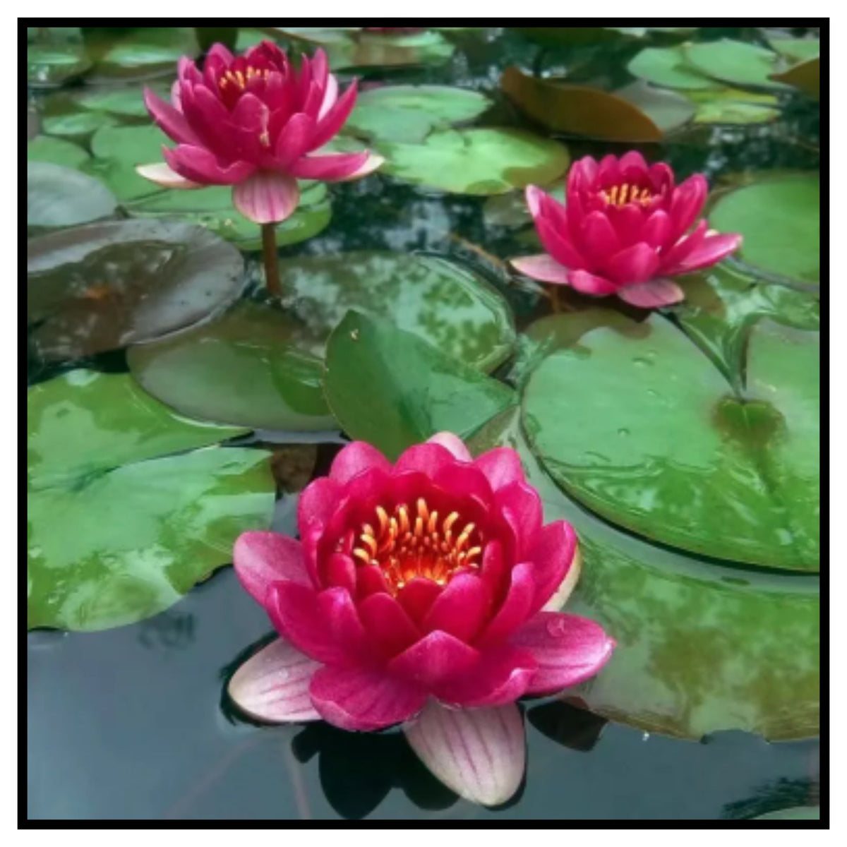 Lotus Seeds