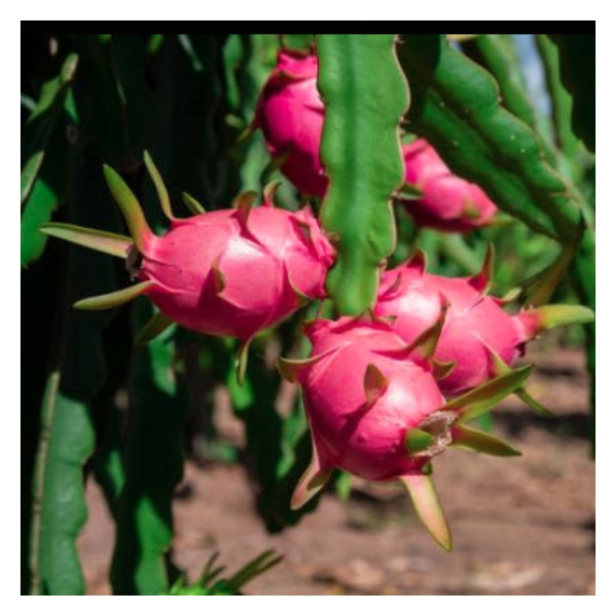 DRAGON Fruit Plant Seeds For outdoor and indoor planting