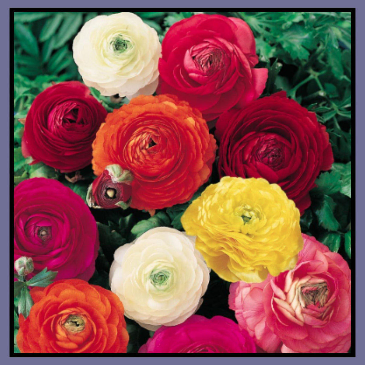 Ranunculus Seeds