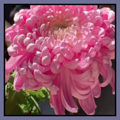 Giant Chrysanthemum Seeds
