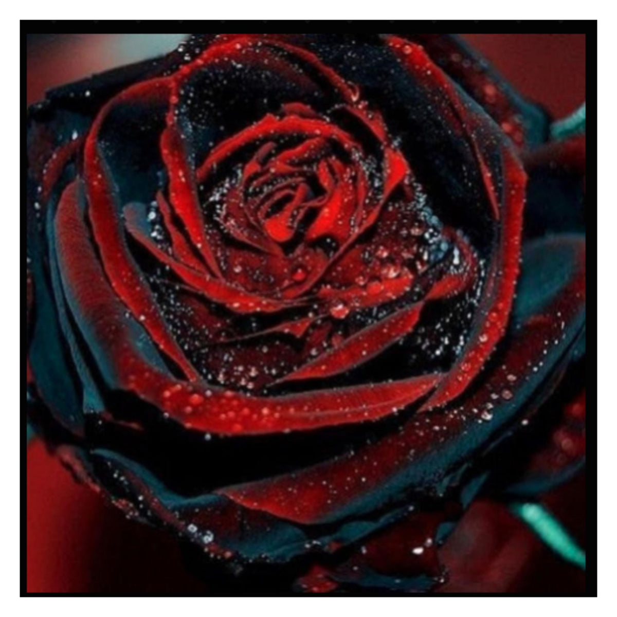 Blood Rose Seeds Red Black - Perennial - Authentic Seeds