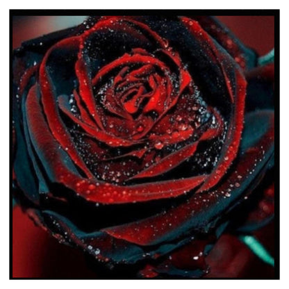 Blood Rose Seeds Red Black - Perennial - Authentic Seeds