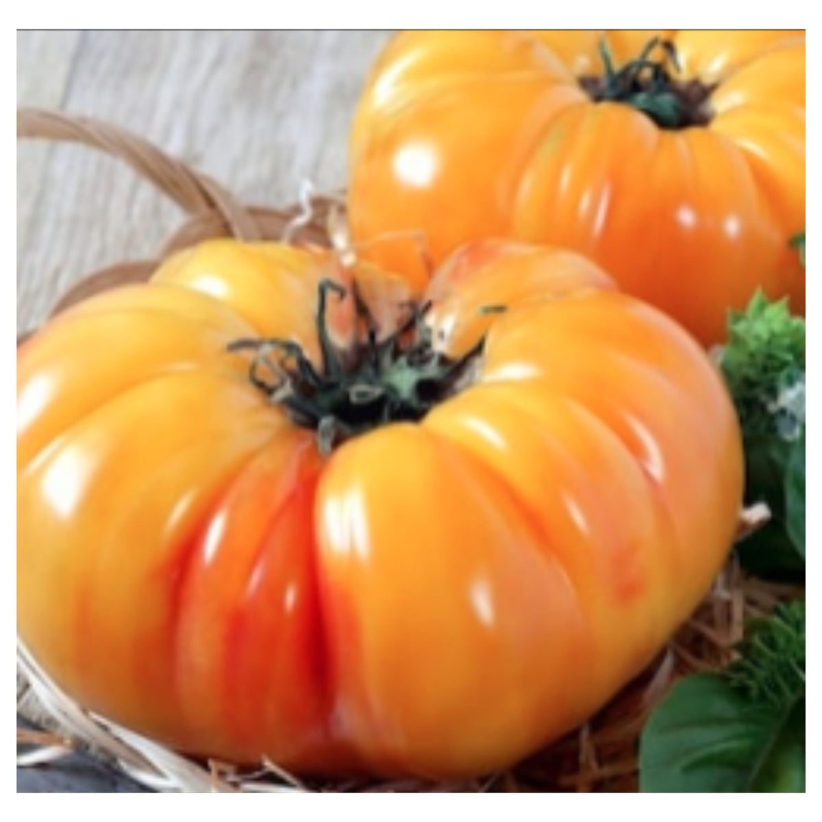 Golden Hills Farm Red Beefsteak Tomato seeds