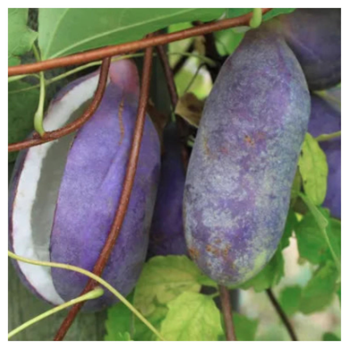 August Melon Seeds Akebia quinata plant, the chocolate vine or five-leaf akebia