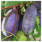 August Melon Seeds Akebia quinata plant, the chocolate vine or five-leaf akebia