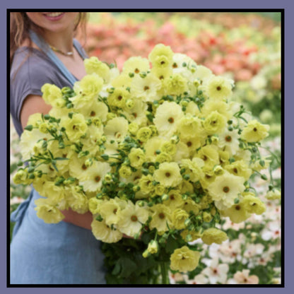 Double Moss Rose seeds + 100 grams Organic potmix Free