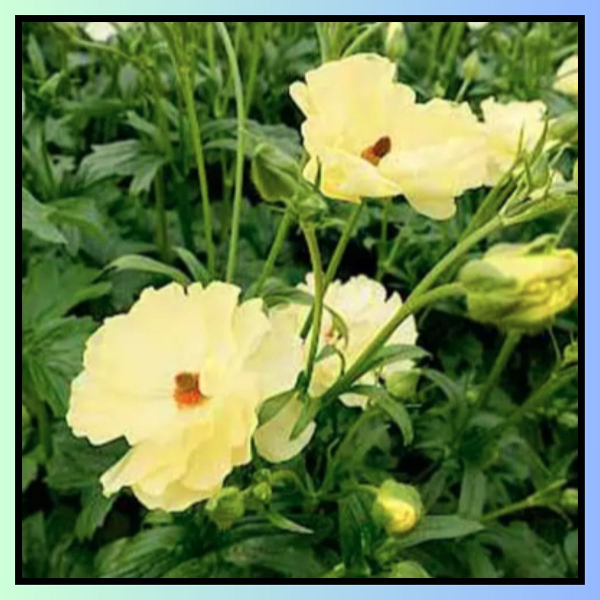 Double Moss Rose seeds + 100 grams Organic potmix Free
