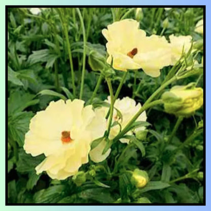 Double Moss Rose seeds + 100 grams Organic potmix Free