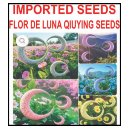 IMPORTED SEEDS FLOR DE LUNA QIUYING SEEDS
