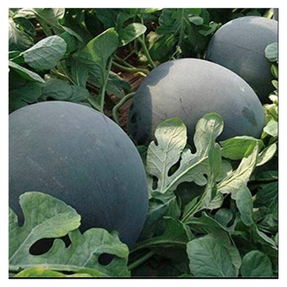 Golden Hills Farm Hybrid Watermelon Fruit Seeds