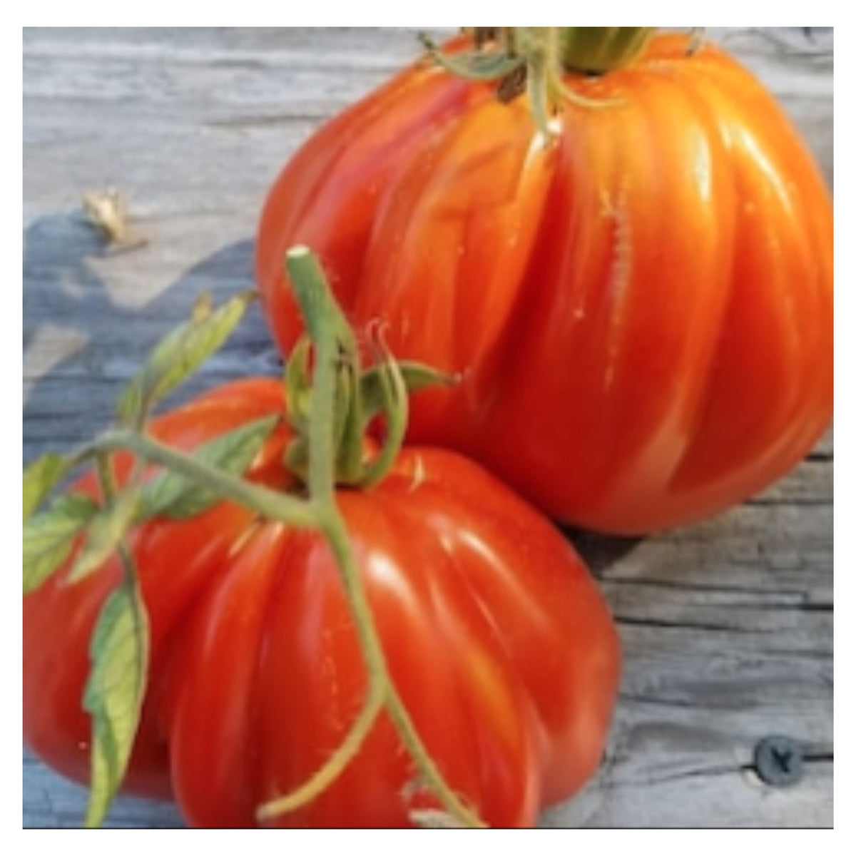Golden Hills Farm Red Beefsteak Tomato seeds