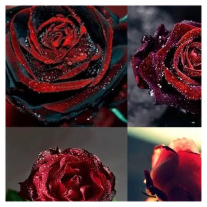 Blood Rose Seeds Red Black - Perennial - Authentic Seeds