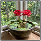 Lotus Seeds