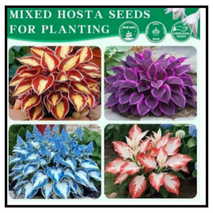 Mixed Hosta Seeds for Planting Outdoors