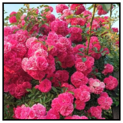 Rose Flower Seeds For Home Lawn Garden