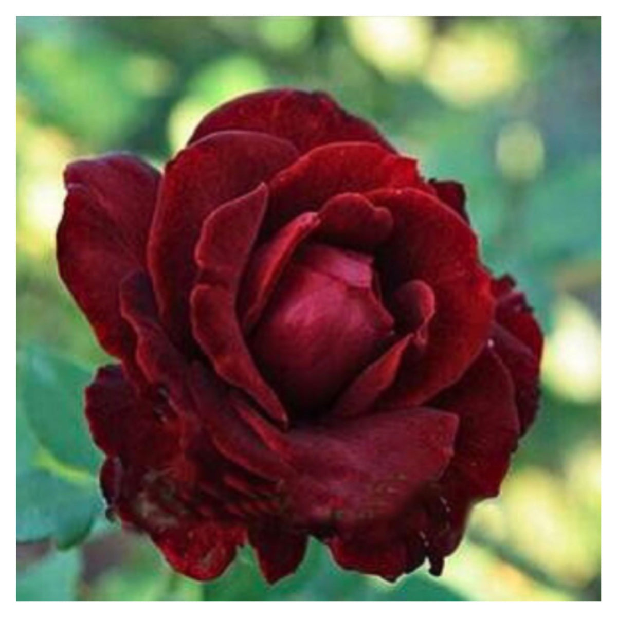 Blood Rose Seeds Red Black - Perennial - Authentic Seeds