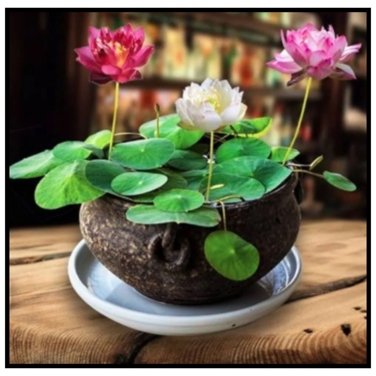 Lotus Seeds