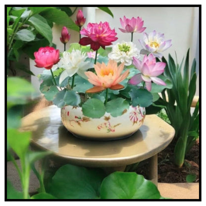 Lotus Seeds