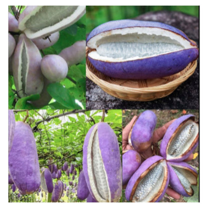 Purple August Melon Akebia Quinata Fruits Growing on Vine and Harvested in Basket