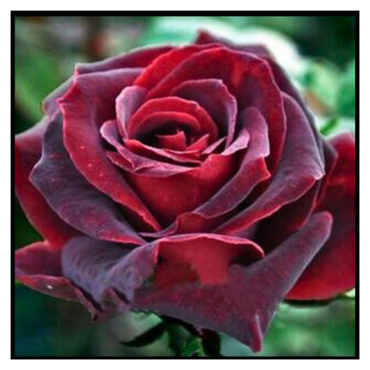 Close-up of Dark Red Blood Rose with Deep Burgundy Petals Blooming