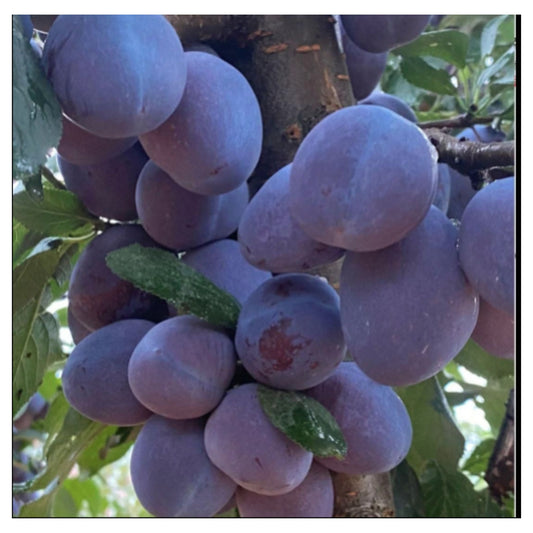 Ripe Blue Honey Goddess Plums Cluster Hanging on Tree Branch with Leaves