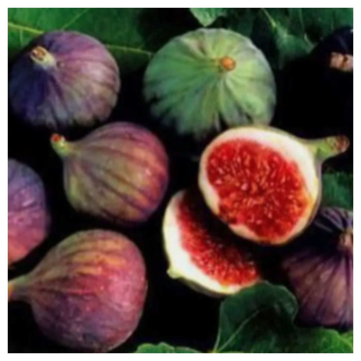 Fresh Purple Figs Cut Open Showing Red Pink Interior on Black Background