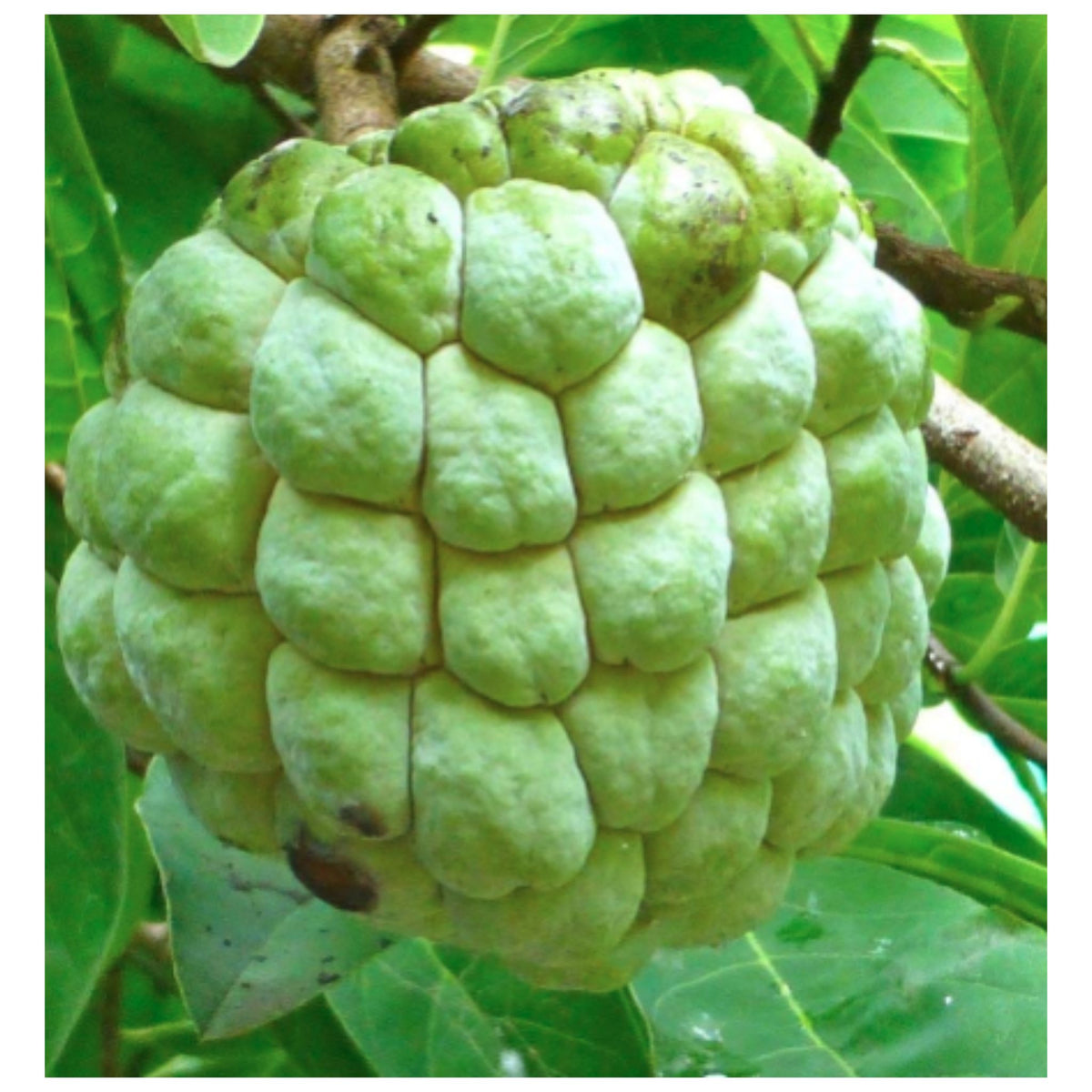 Green Custard Apple Fruit Hanging on Tree Branch with Leaves