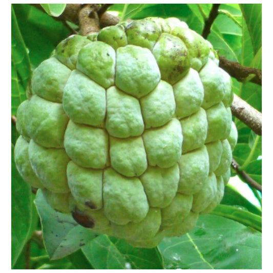 Green Custard Apple Fruit Hanging on Tree Branch with Leaves