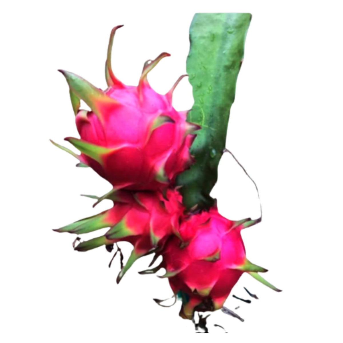 Two Bright Pink Dragon Fruits Growing on Green Cactus Stem
