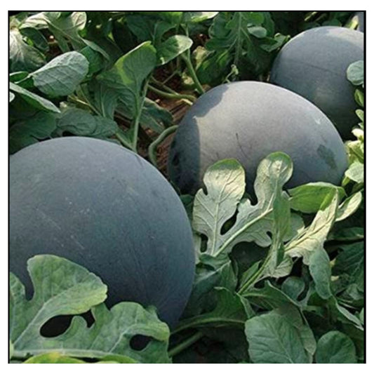 Three Dark Green Watermelons Growing on Vine Among Green Leaves