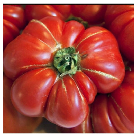 Large Red Beefsteak Tomato Close-up with Green Stem Fresh Harvest