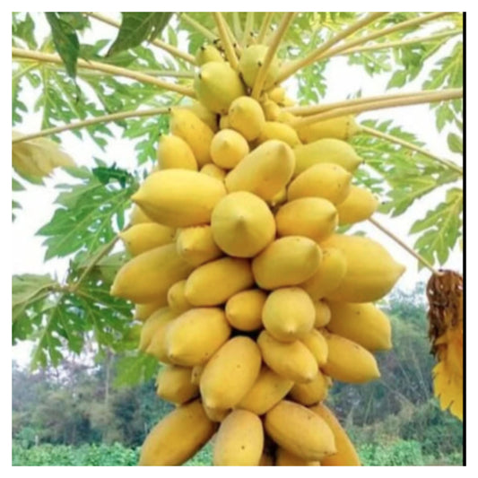 Ripe Yellow Golden Papaya Fruits Cluster Hanging on Papaya Tree