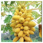 Ripe Yellow Golden Papaya Fruits Cluster Hanging on Papaya Tree
