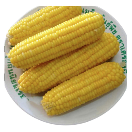 Yellow Sweet Milk Corn Harvest on White Plate - Fresh Imported Corn