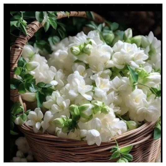 Wicker Basket Filled With Fresh White Jasmine Flowers and Green Leaves
