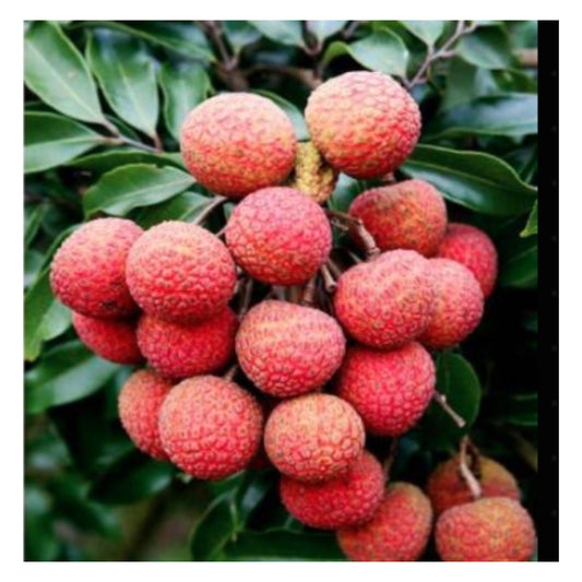 Fresh Red Litchi Fruits Bunch on Green Tree Branch