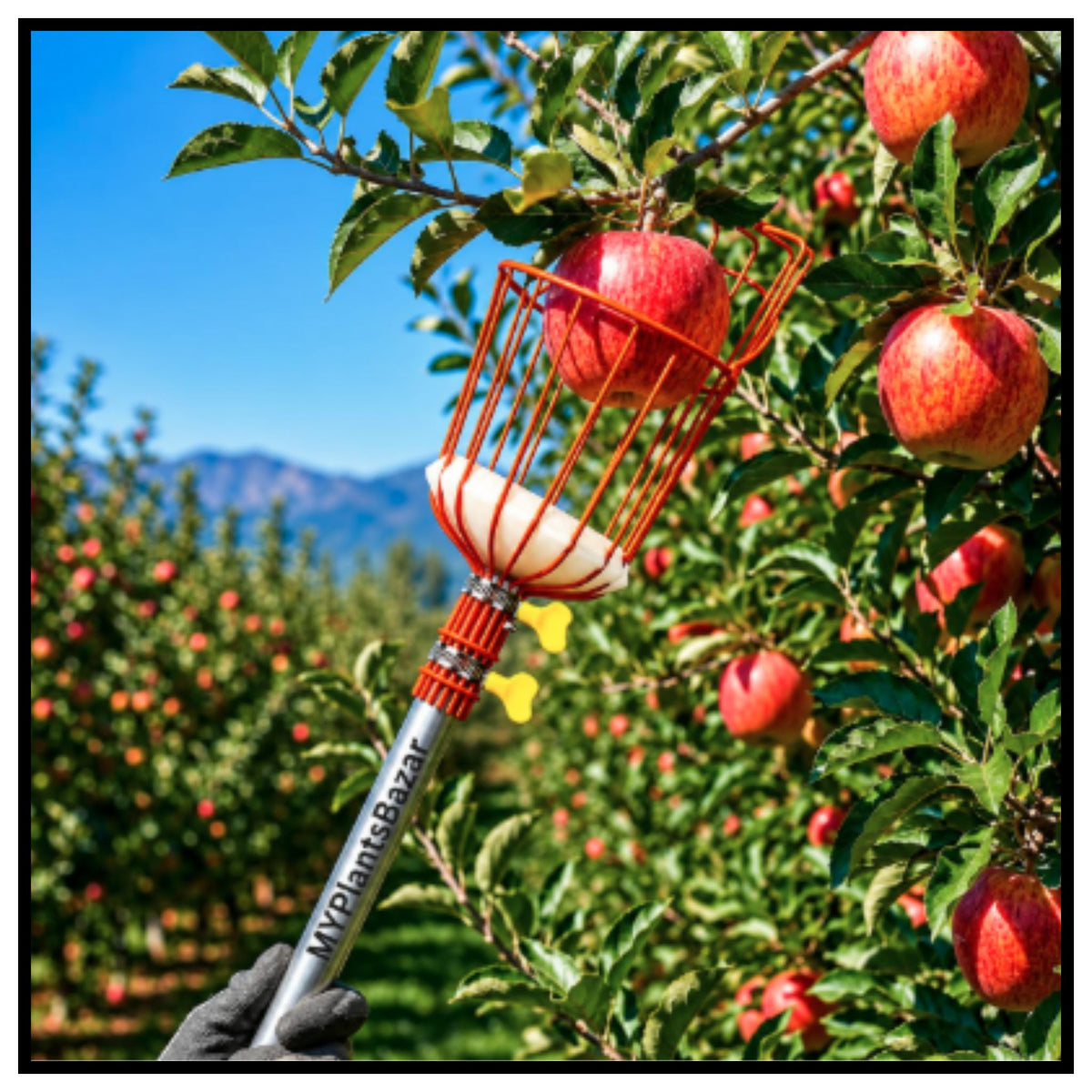 🍎 Fruit Picker Tool with Orange Basket and Long Handle – Easy Fruit Harvesting Tool for Mangoes Apples Oranges Guavas for Home Garden and Farm