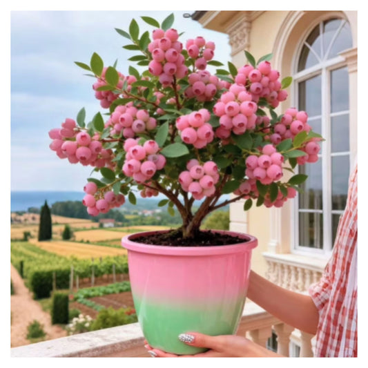 Potted Pink Blueberry Plant with Clusters of Pink Berries on Balcony