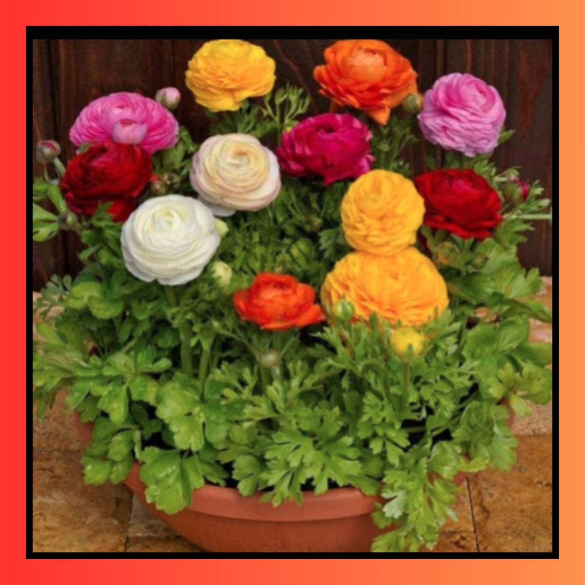 Ranunculus Multicolor Flower Seeds for Home Garden