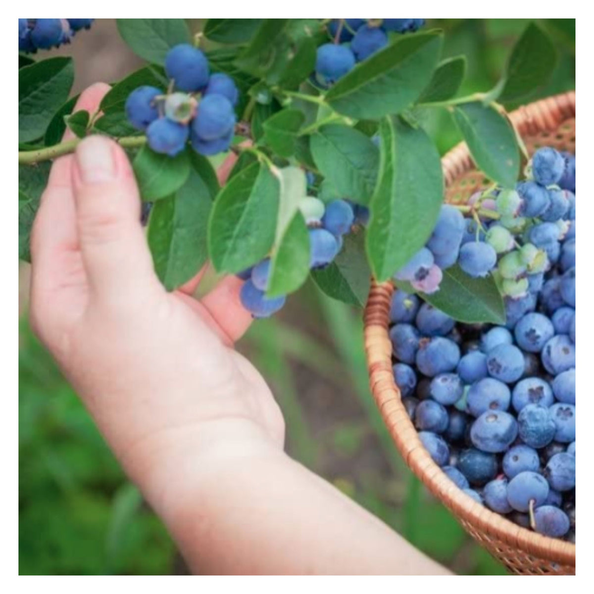 Fresh Blueberries on Bush Branch with Hand Picking Basket Harvest
