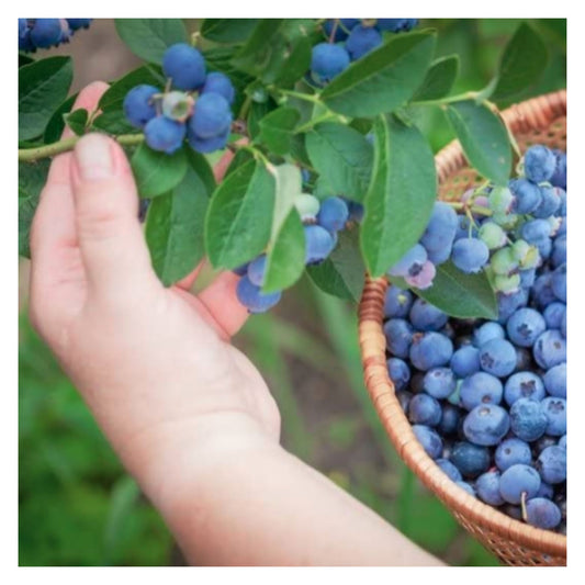 Fresh Blueberries on Bush Branch with Hand Picking Basket Harvest