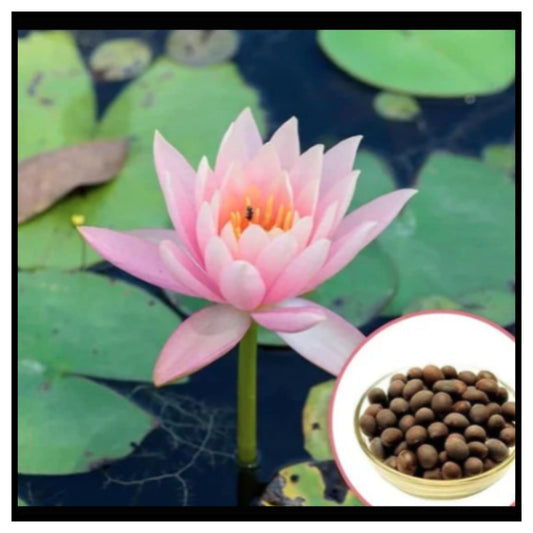 🪷 Japanese Bonsai Multicolour Bowl Lotus Seeds 7 Days Germination – Pink Water Lily Flower Floating on Dark Water with Green Lily Pads and Brown Round Lotus Seeds in Bowl Inset