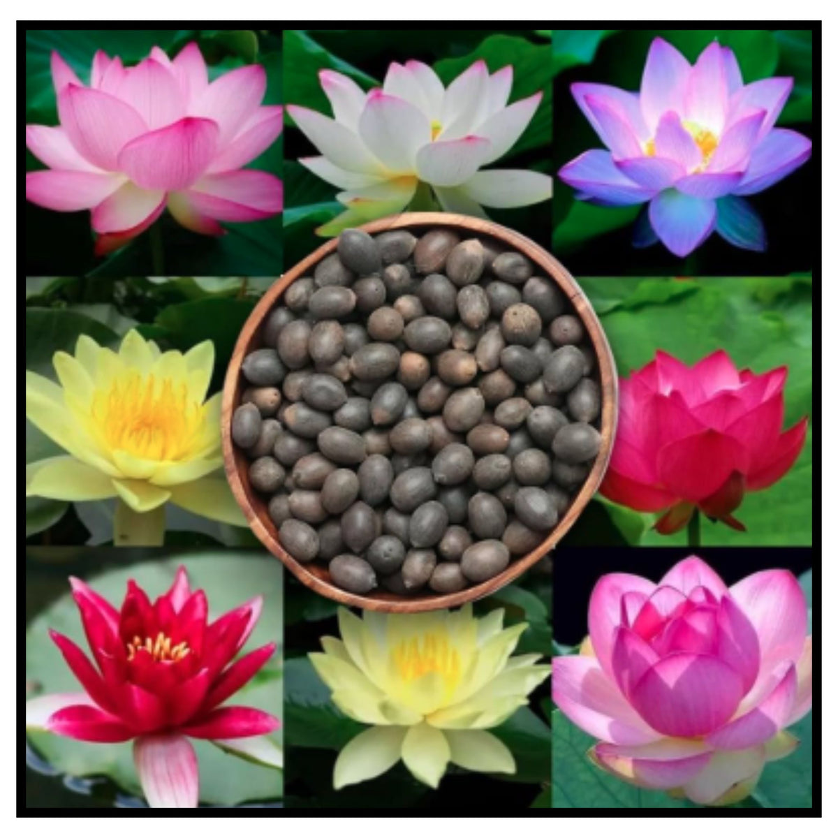 🪷 Lotus Seeds with Colorful Lotus Flowers Collage – Premium Lotus Seeds in Wooden Bowl Surrounded by Pink Yellow Blue Red White Lotus Blooms for Bowls Ponds and Home Gardening