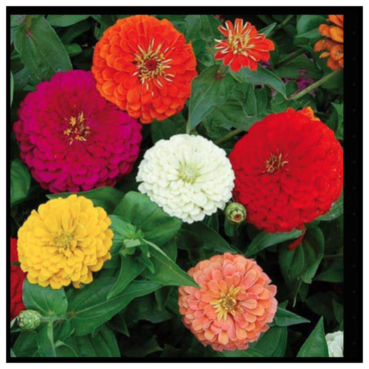 🌸 Mixed Flower Seeds Multicolour Variety – Colorful Zinnia Flowers Red Yellow White Orange Blooms for Home Garden Balcony Pots and Outdoor Spaces