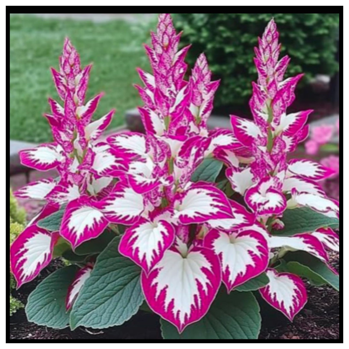 🌿 Mixed Hosta Seeds for Planting Outdoors – Vibrant Coleus Plant with Striking Magenta Pink and White Variegated Leaves and Upright Flower Spikes in Garden Background for Landscaping