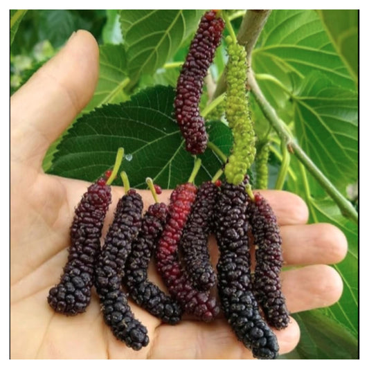 Hand Holding Ripe Long Dark Mulberries Shahtoot with Green Leaves